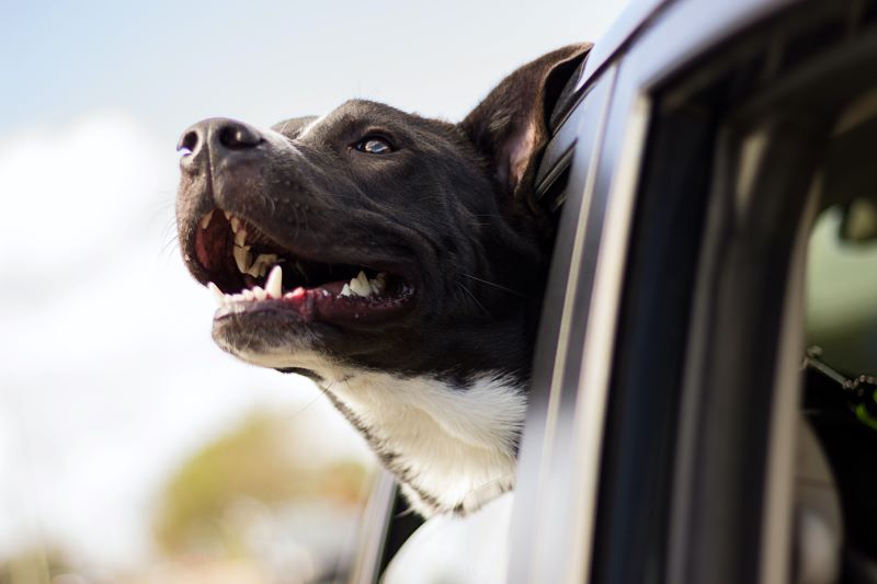 車の窓から顔を出す犬の画像